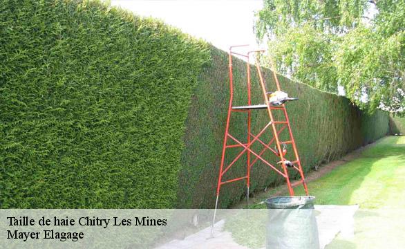 Taille de haie  chitry-les-mines-58800 Mayer Elagage