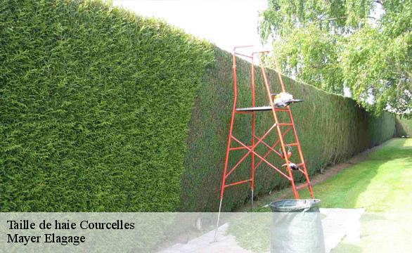 Taille de haie  courcelles-58210 Mayer Elagage