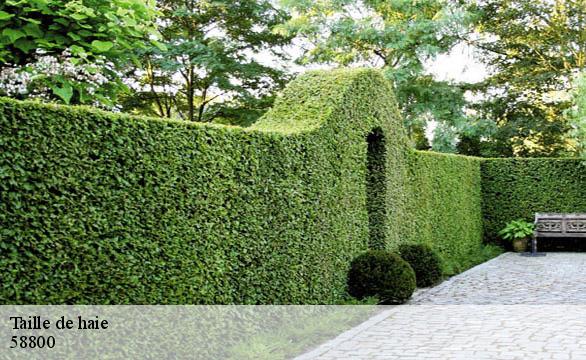 Taille de haie 58800