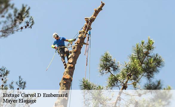 Etetage  corvol-d-embernard-58210 Mayer Elagage