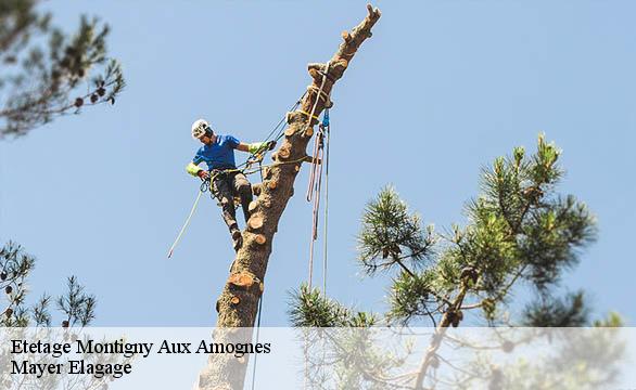 Etetage  montigny-aux-amognes-58130 Mayer Elagage