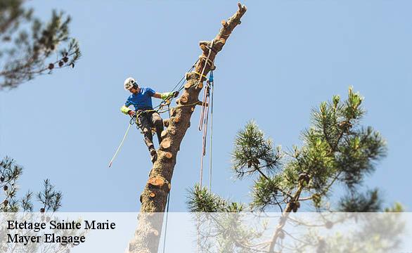 Etetage  sainte-marie-58330 Mayer Elagage