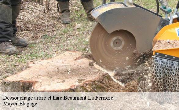 Dessouchage arbre et haie  beaumont-la-ferriere-58700 Mayer Elagage