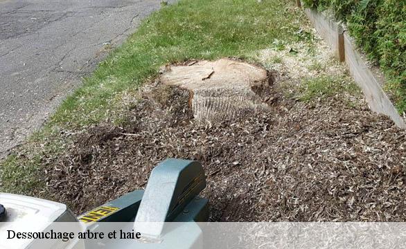 Dessouchage arbre et haie 58220